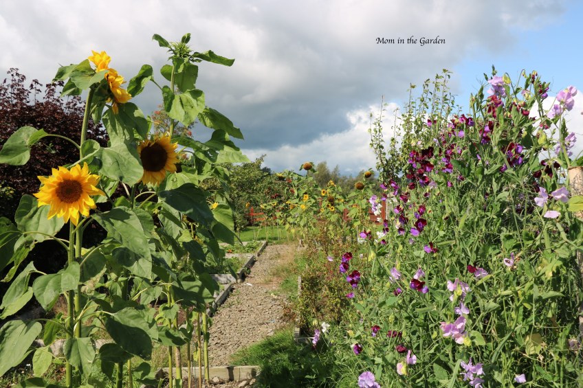 Sweet pea + sunflowers + full garden view Aug 31
