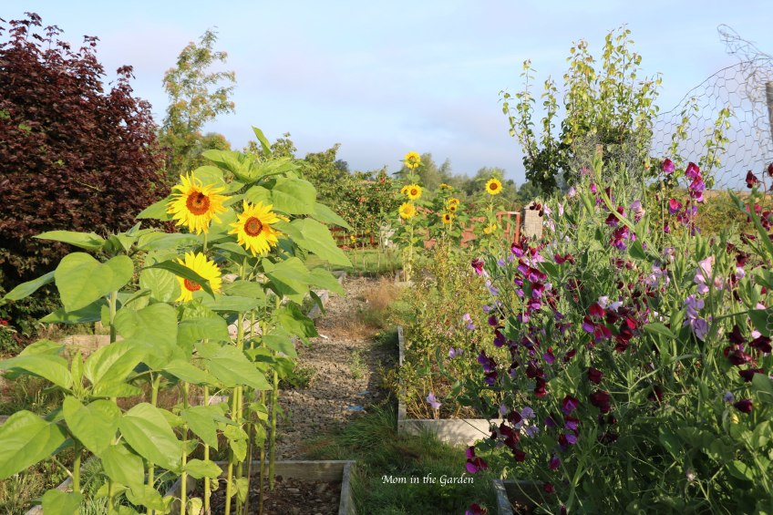 Sweet pea + sunflowers + full view Aug 8
