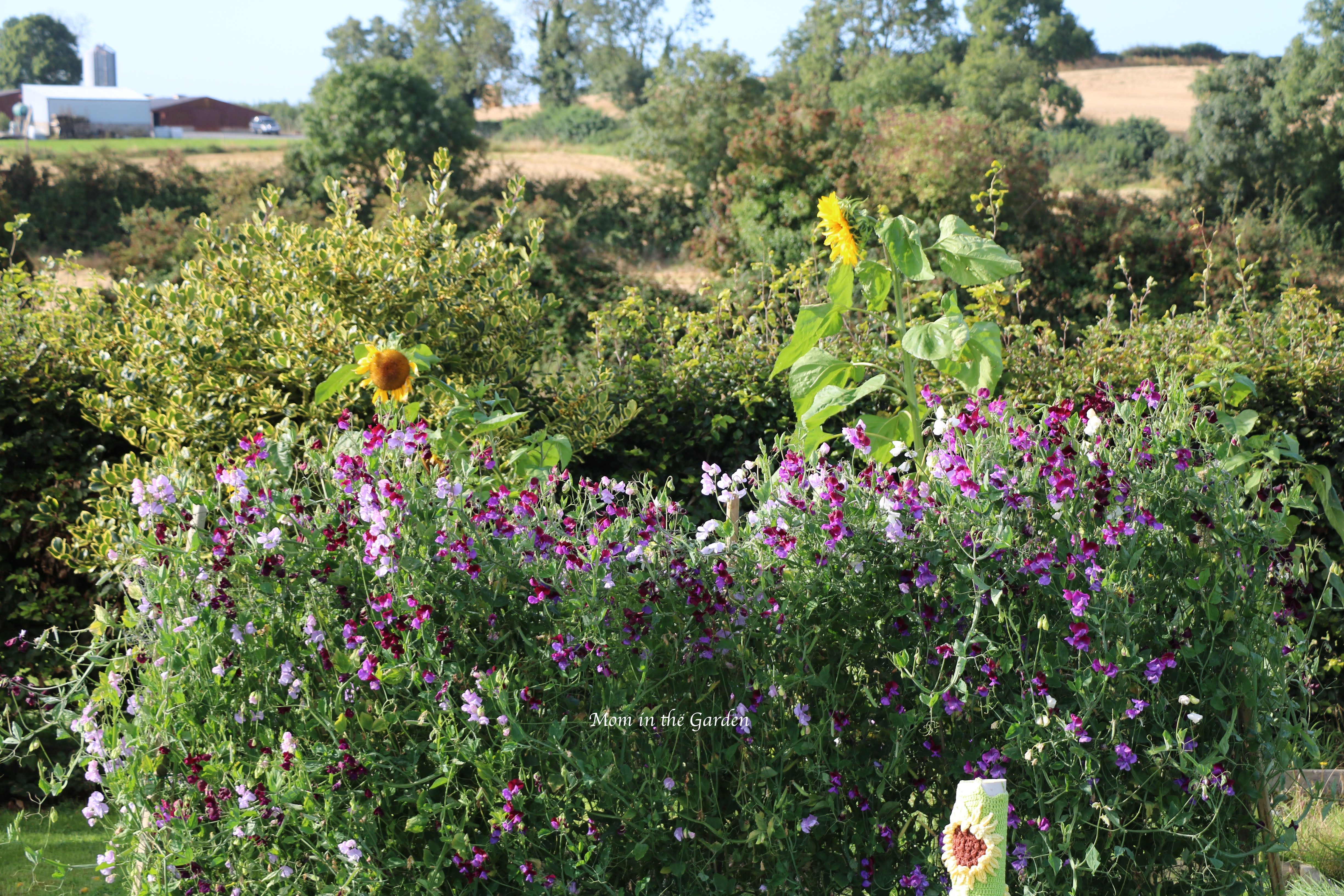 Sweet pea + sunflowers Sept 10
