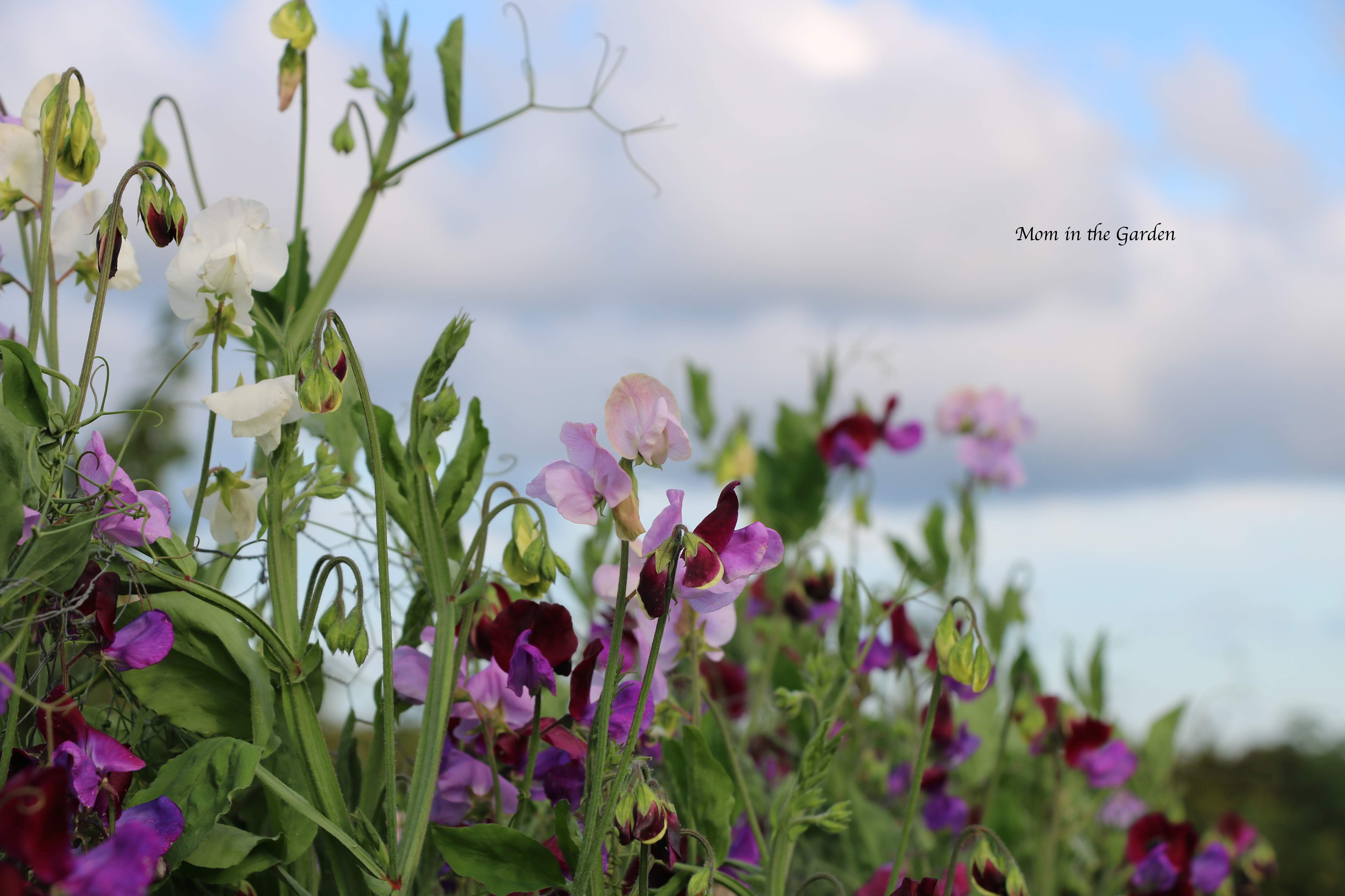 Sweet pea up close skyline Aug 23