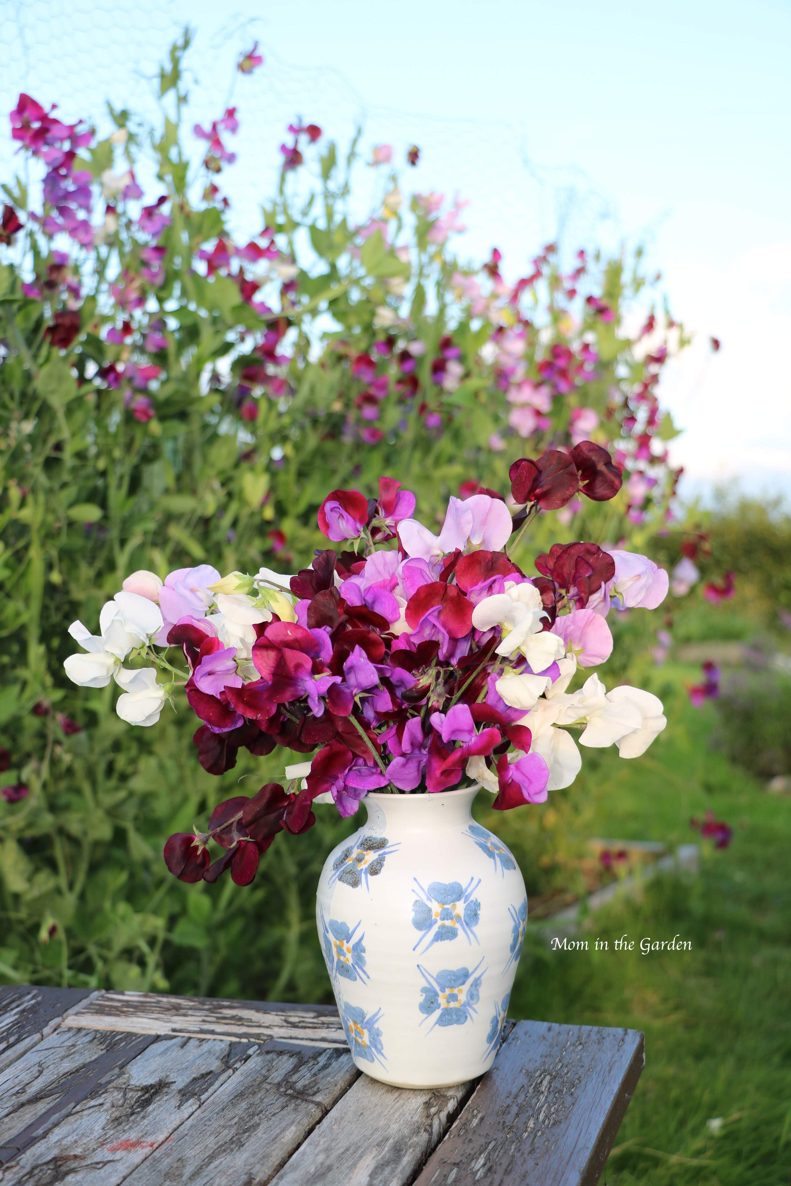 Sweet pea Aug 7