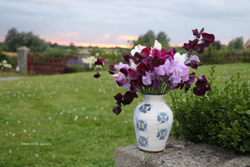 Sweet pea in a vase