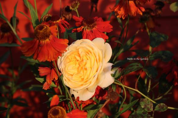 Yellow David Austin Rose + Helenium morning sun Sept 21