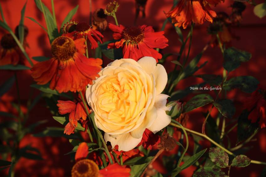 Yellow David Austin Rose + Helenium morning sun Sept 21