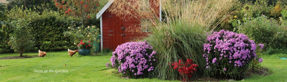Fall view of garden Asters Burning Bush Ornamental Grass Chickens Rowan tree