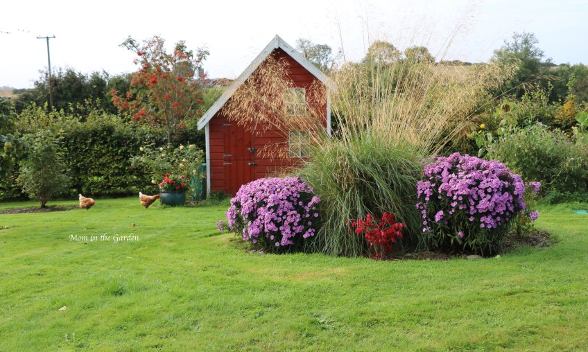 Fall view of garden Asters Burning Bush Ornamental Grass Chickens Rowan tree