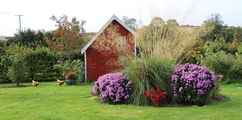 fall view of the garden with asters and ornamental grass and chickens