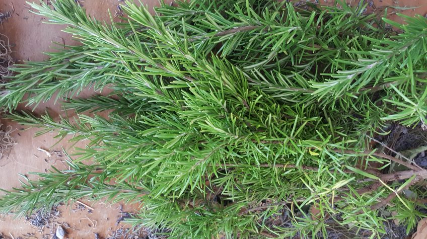 Rosemary from my garden