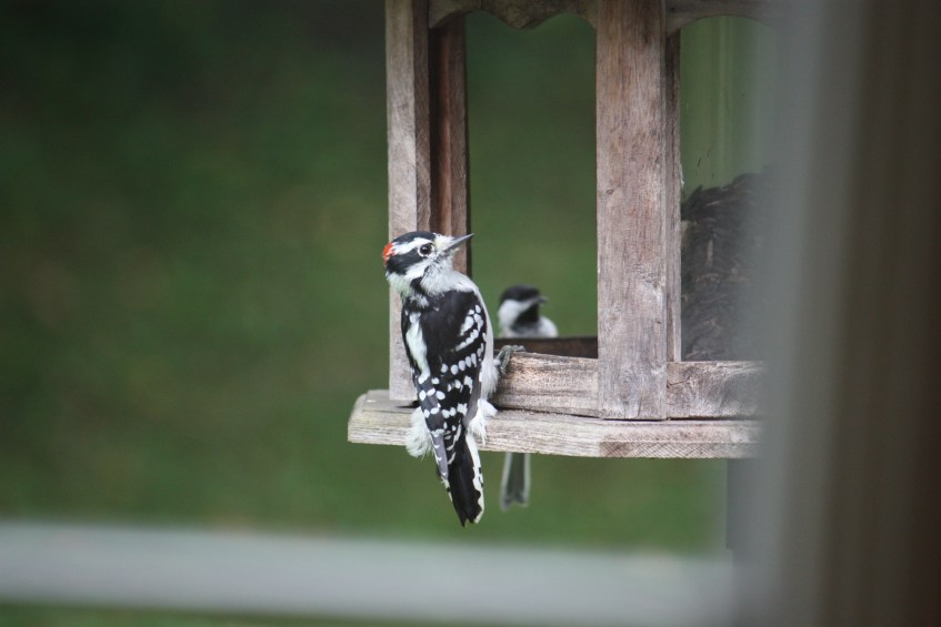 Aug 2015 bird at Betty's feeder