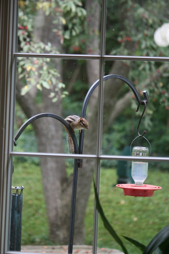 Aug 2015 chipmunk at Betty's feeder