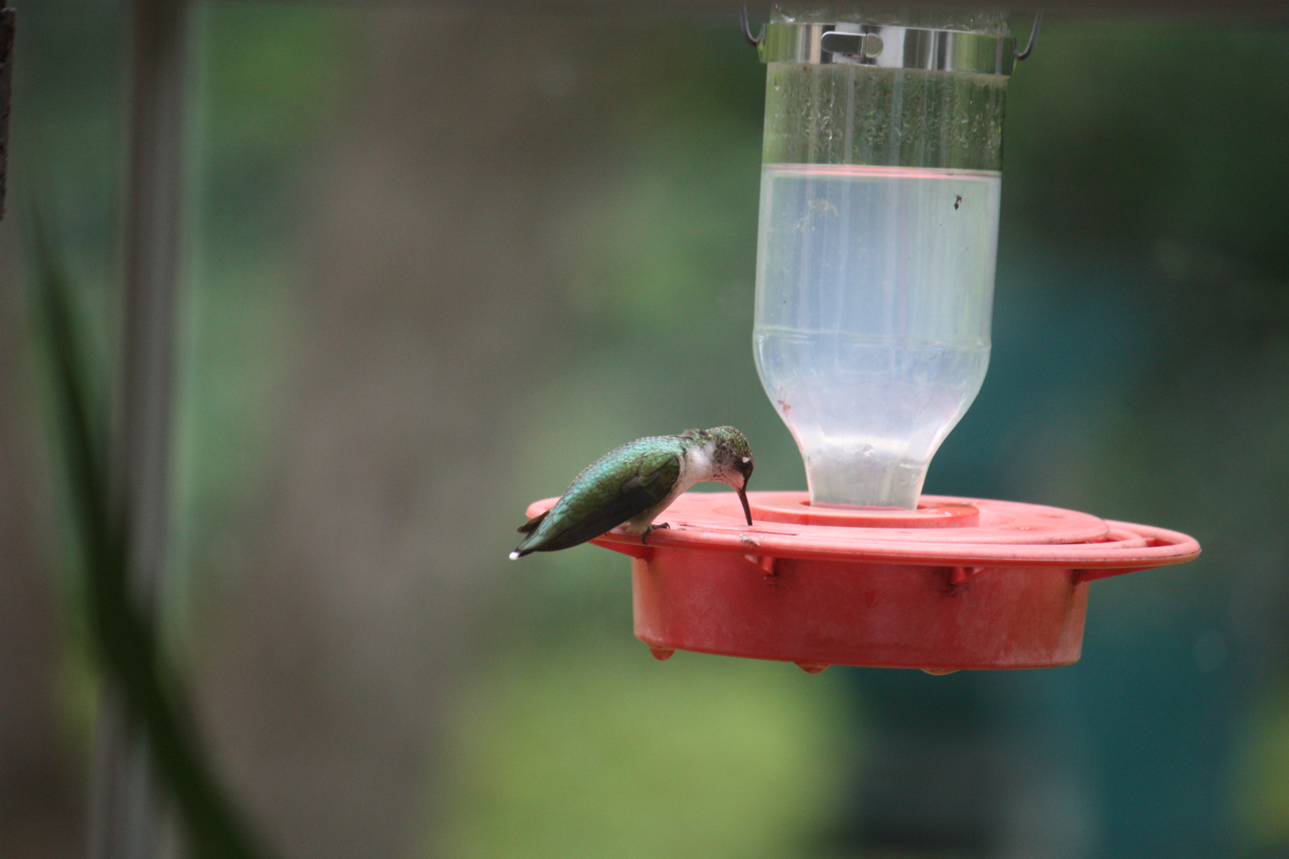 Aug 2015 hummingbird drinking at Betty's window
