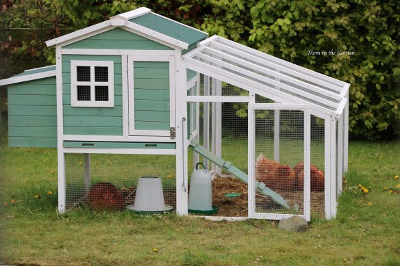 Chicken house with chickens April 29