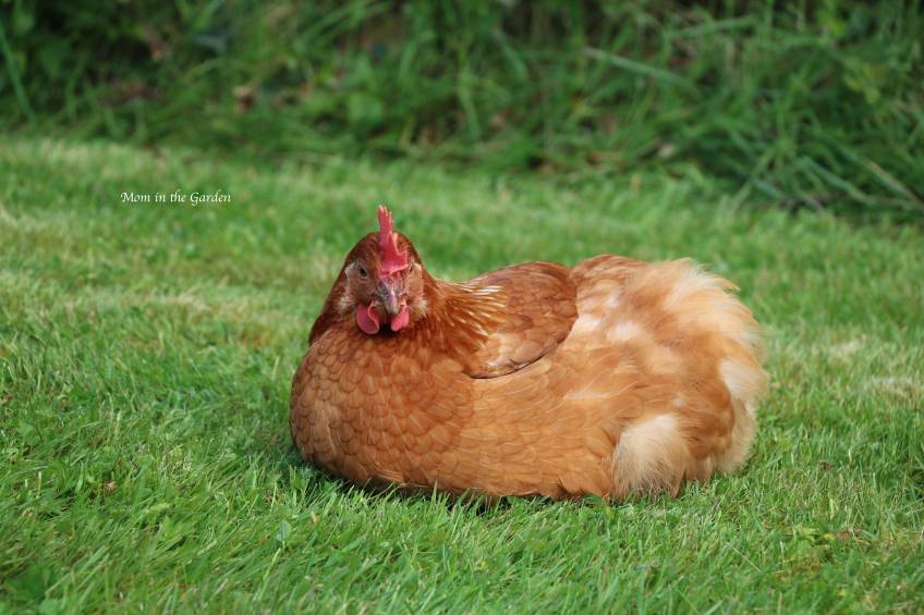 Chicken on grass resting May