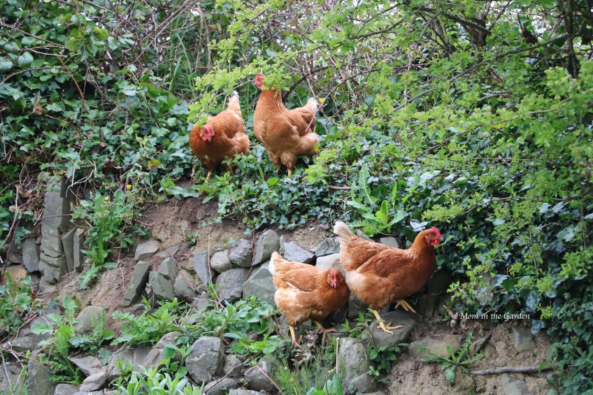 Chickens climbing ditch wall hill