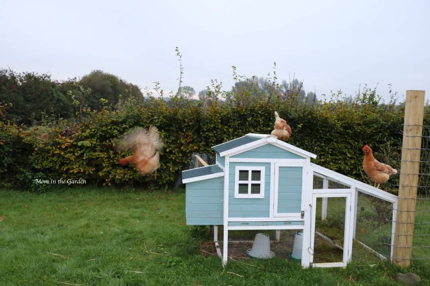 Chickens flying off of house
