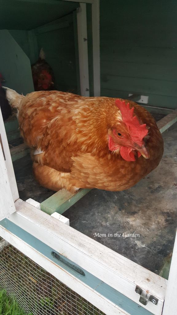 Chickens in house and nesting boxes