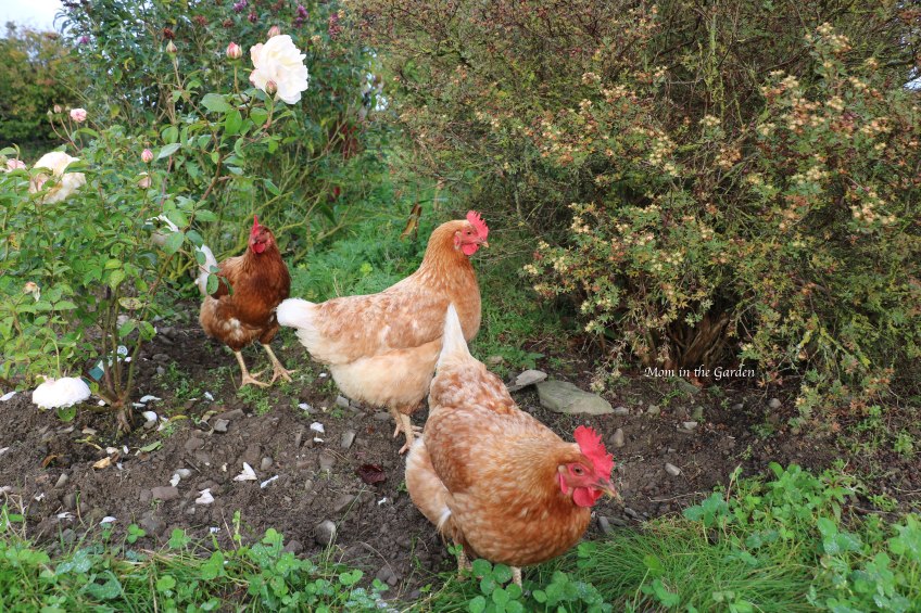 Chickens in Rainbow garden Oct 15