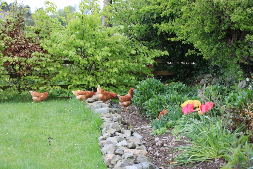Chickens in the ditch wall garden April 26