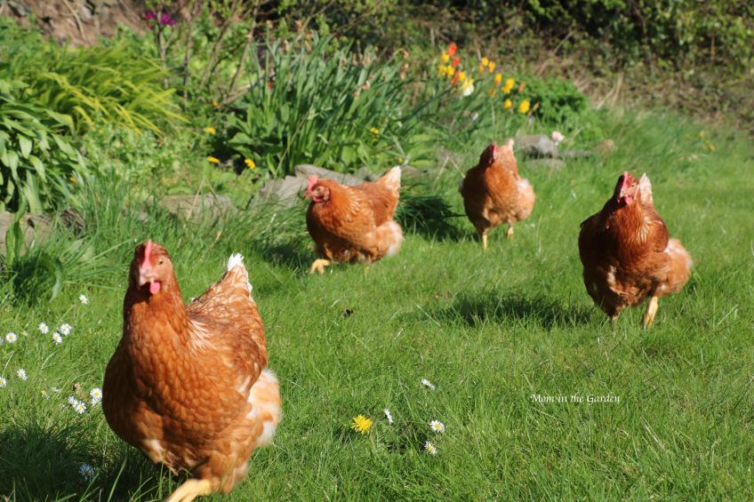Chickens in the yard following me April 9