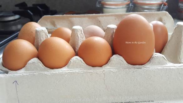 egg carton of fresh eggs