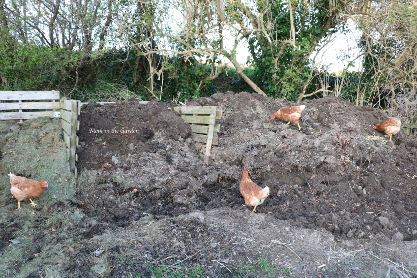 four chickens on the compost heap March 31