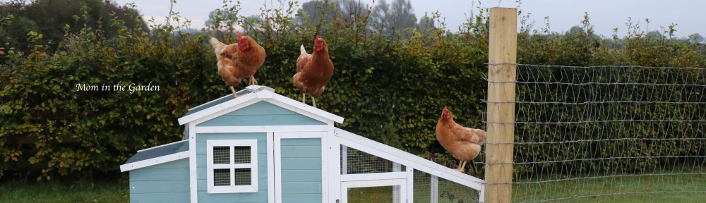 three Chickens on roof