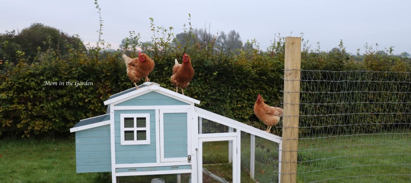three Chickens on roof