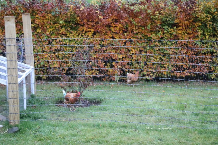 two chickens Oct 31 in run