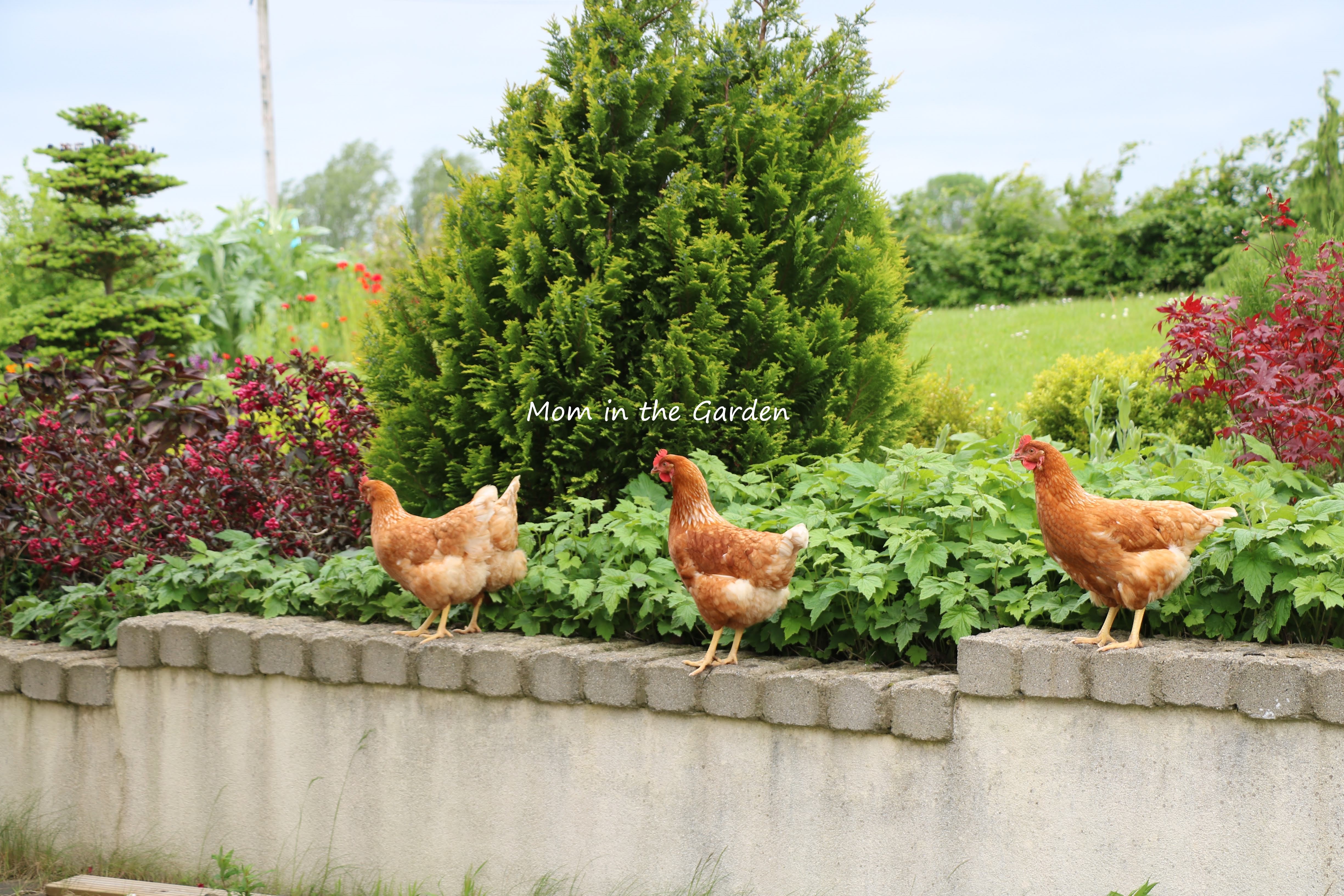 4 chickens in Japanese Maple garden
