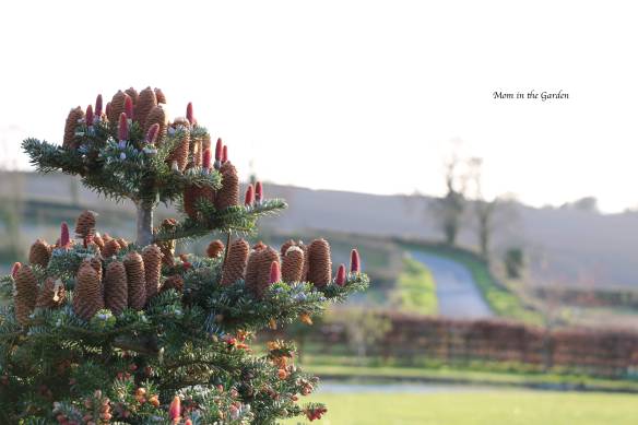 Abies Koreana + pine cones March 31st
