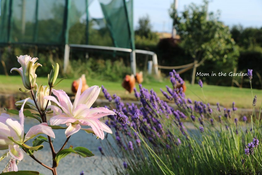 August Lily + chickens