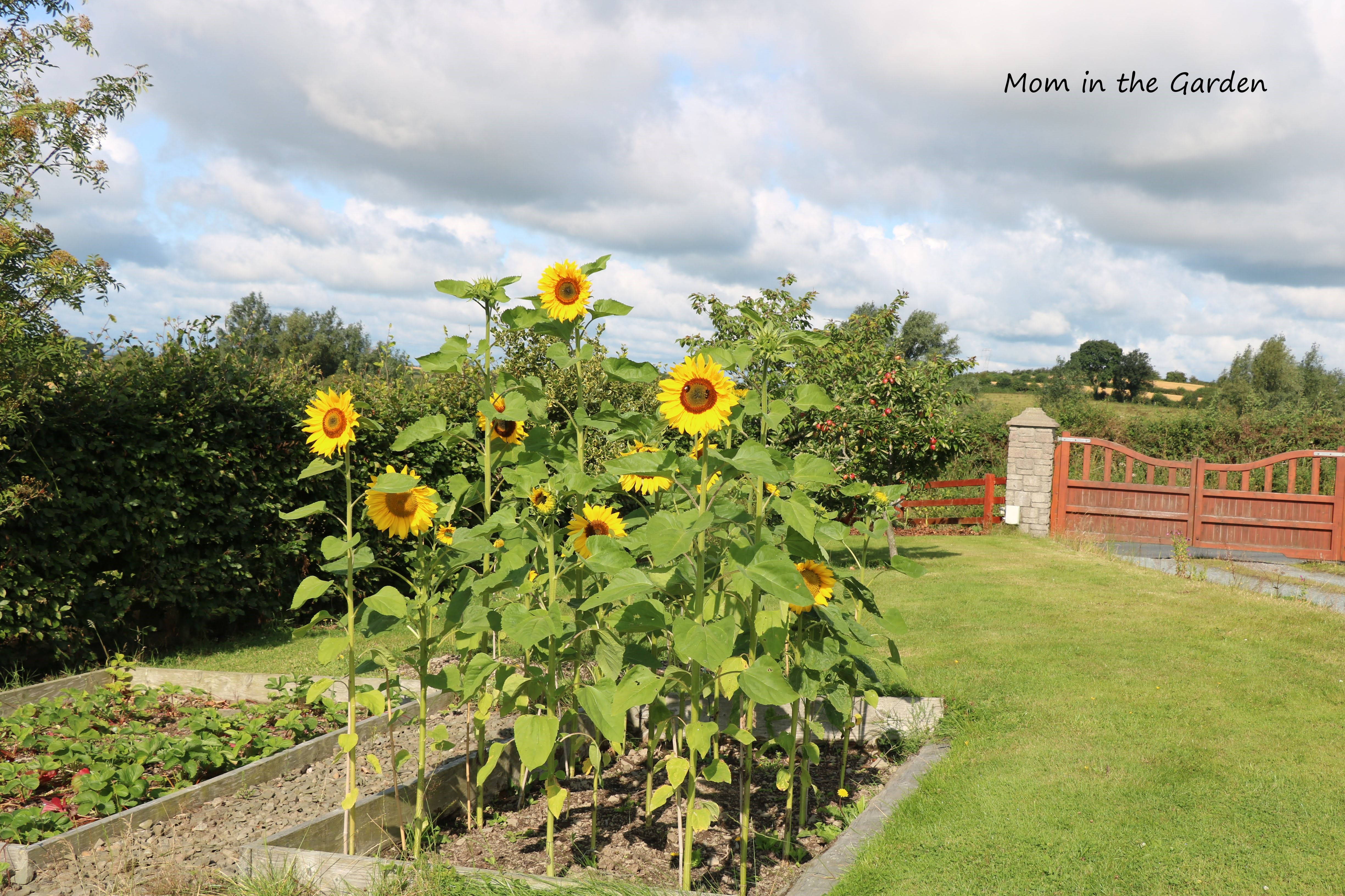 August Sunflowers