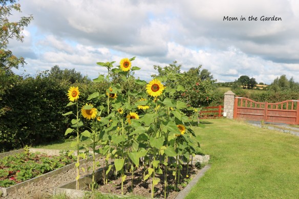 August Sunflowers
