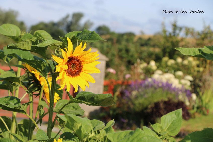 August View of Garden Sunflowers + hydrangea