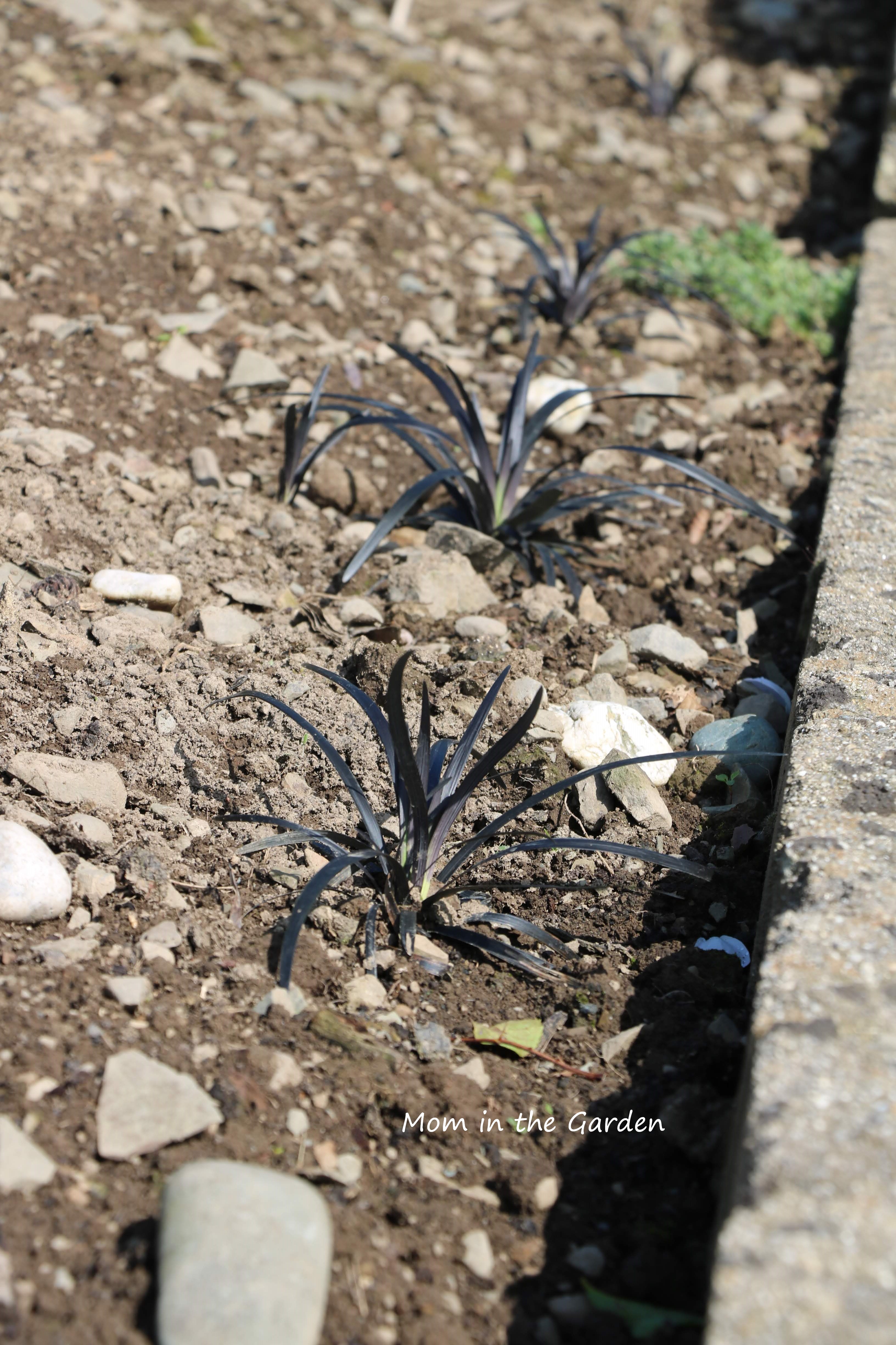 Black ornamental Grass in August