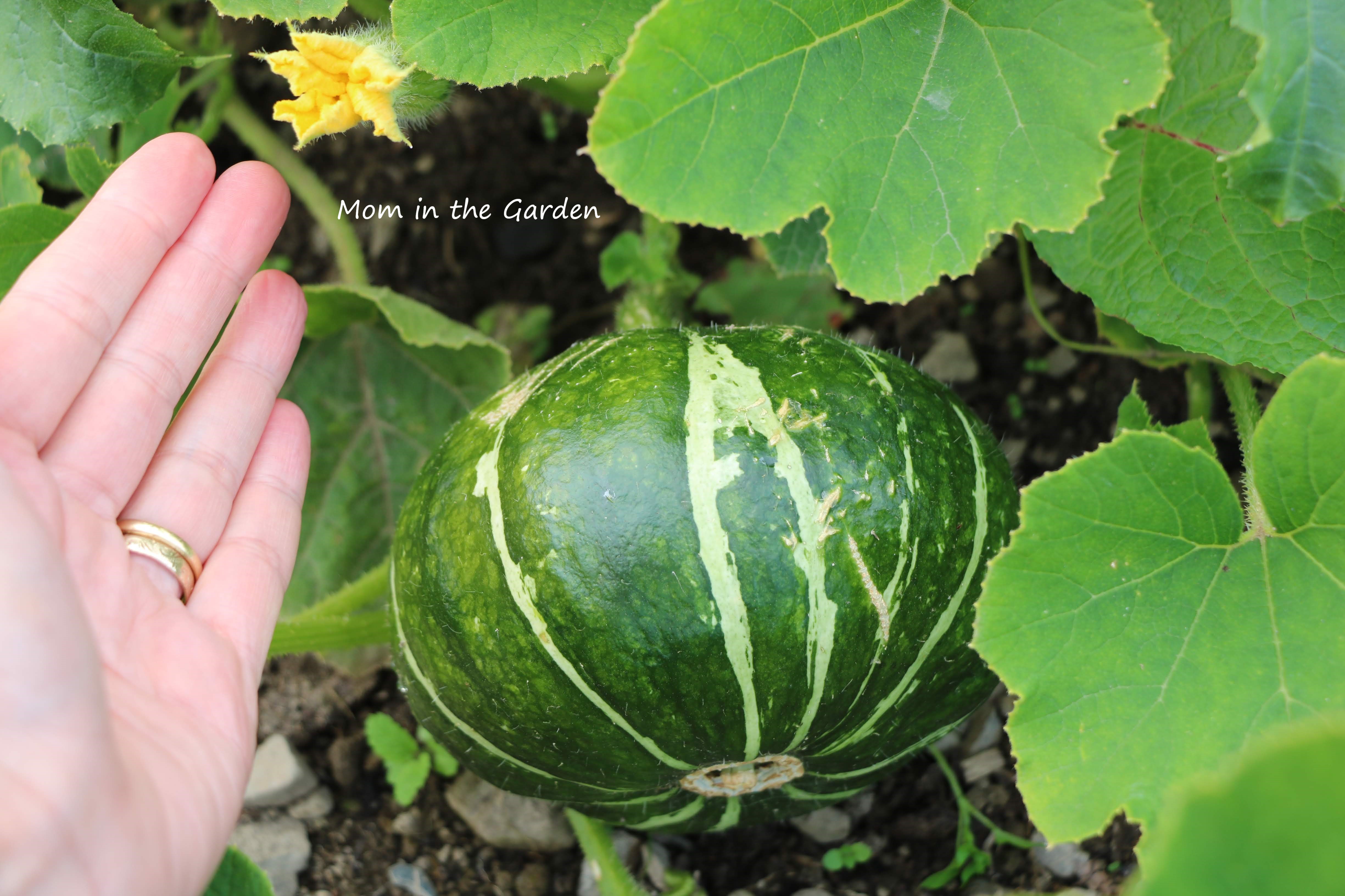 Buttercup squash August
