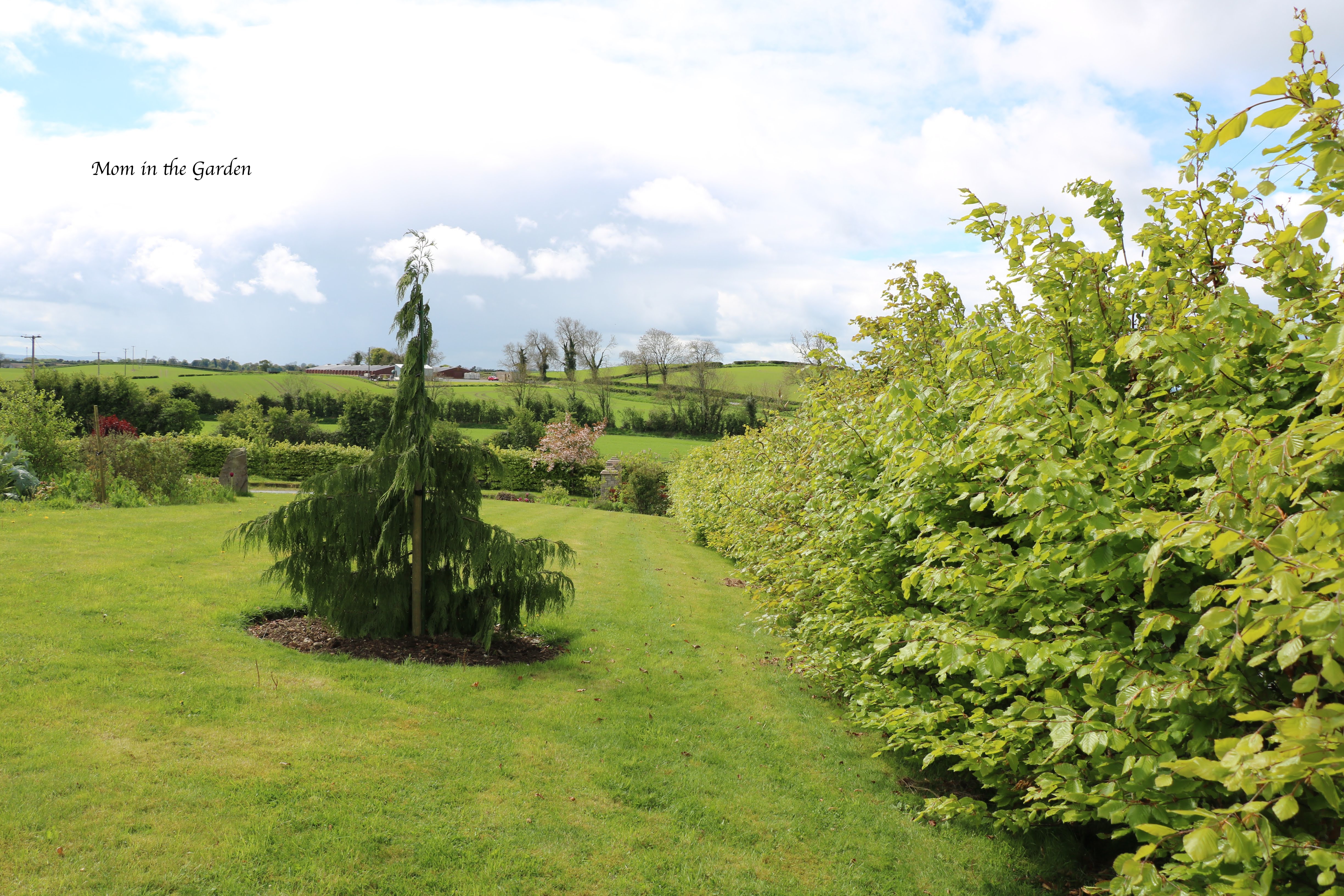 Chamaecyparis nootkatensis 'Pendula' (Nootka Cypress)