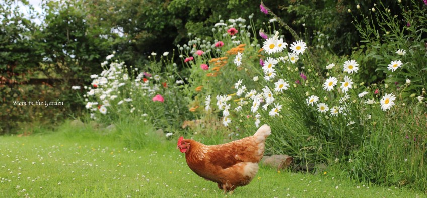 Chicken at ditch wall garden July 11