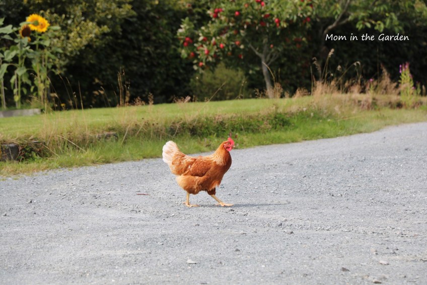 Chicken in driveway in August