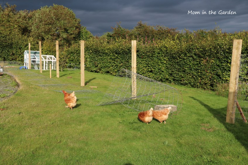 Chickens outside run in September