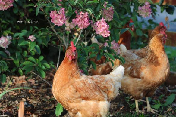 Chickens + pink hydrangea