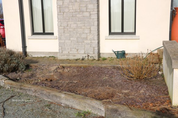 Cleared out lavender + hydrangea bed March 1