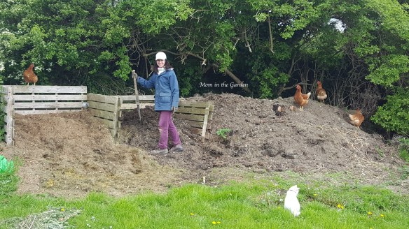 Dana in compost with chickens and cat
