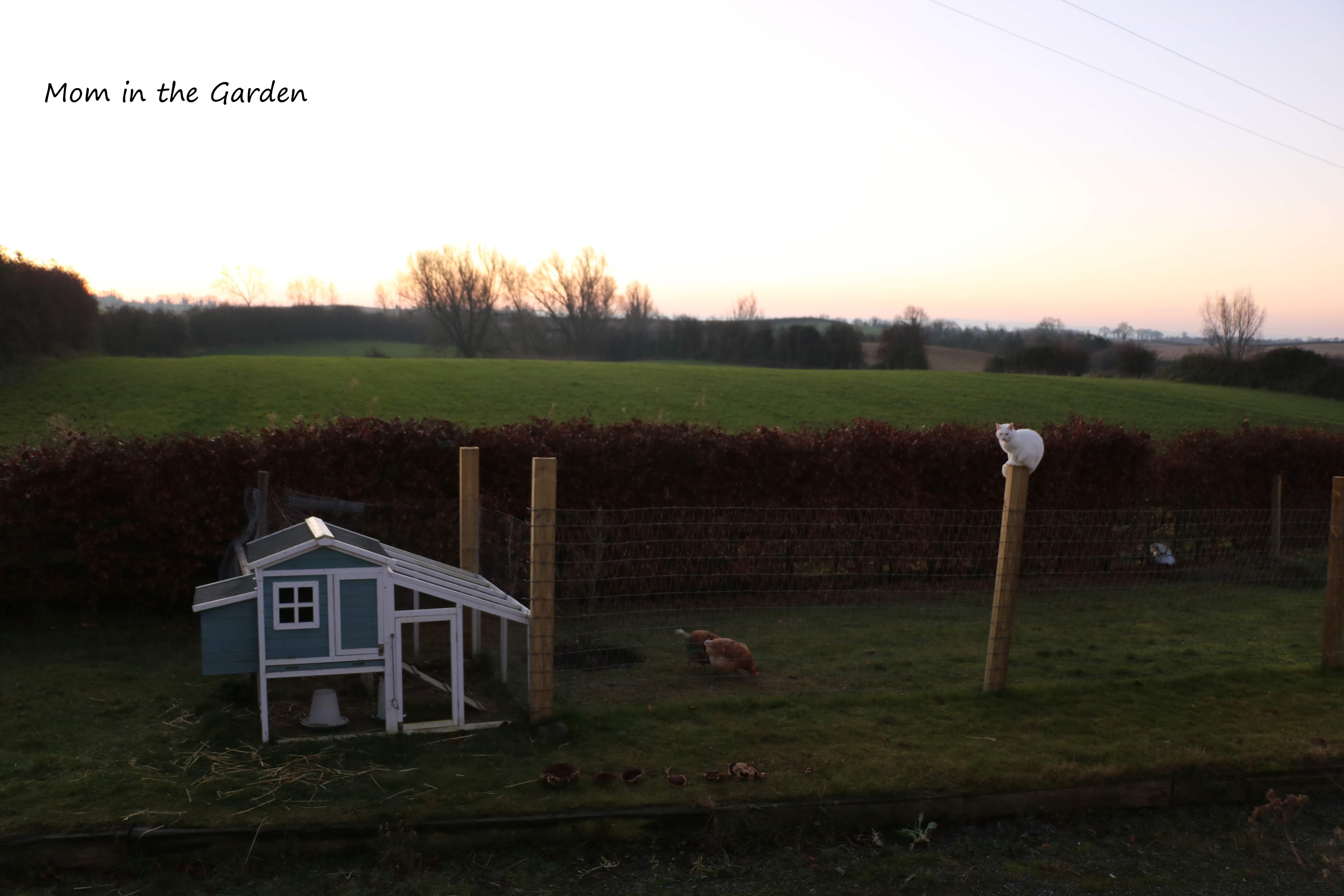 December Chickens and Cat