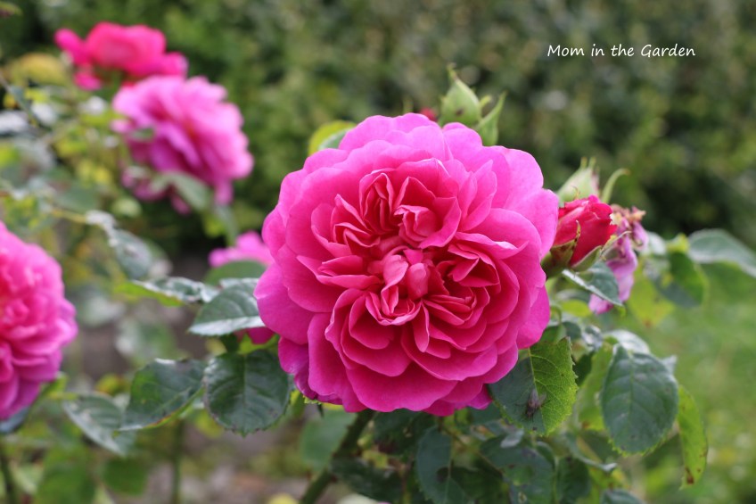Deep pink David Austin Roses in September