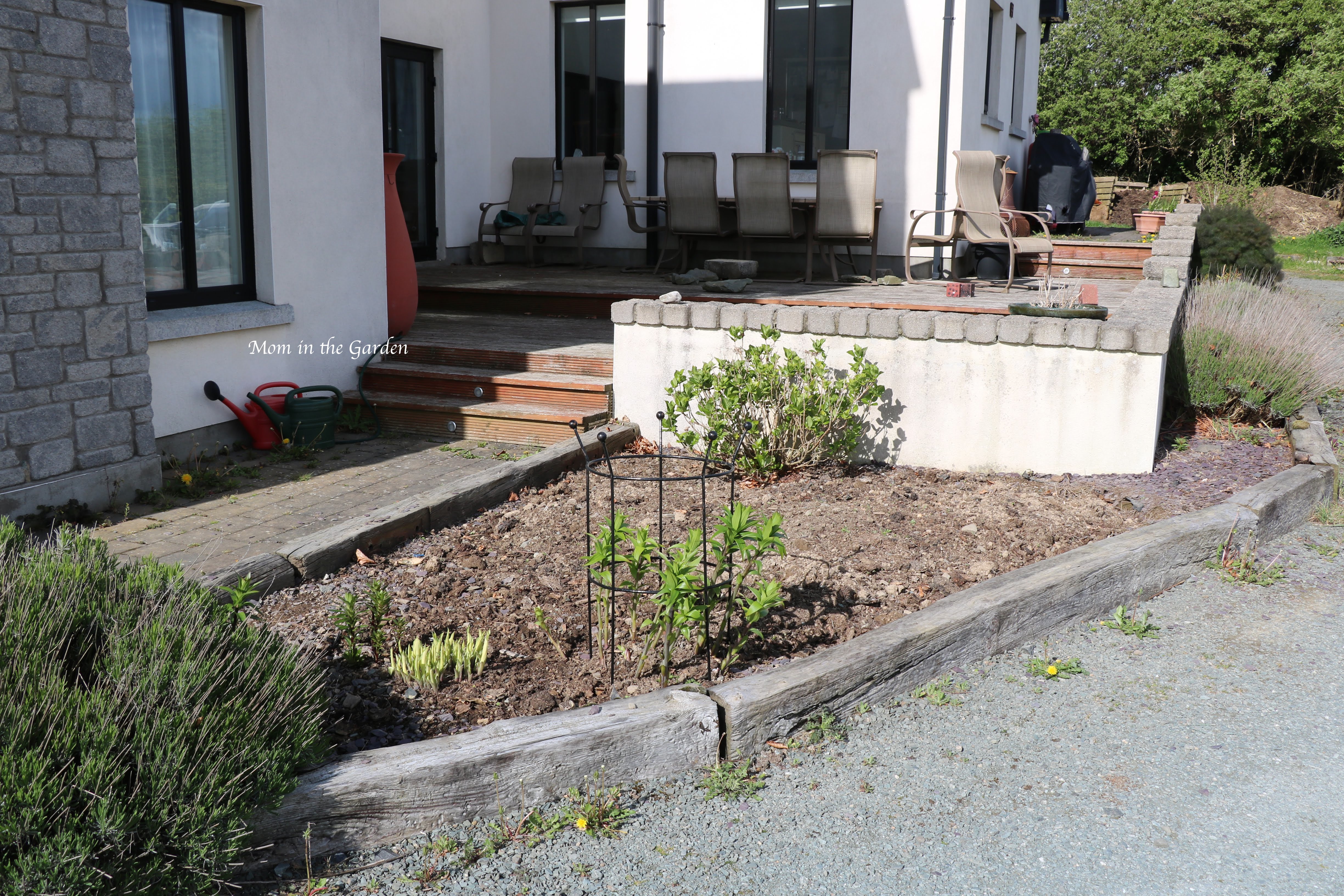 Dug-up bed mature Lavender + hydrangea + hosta + lilies