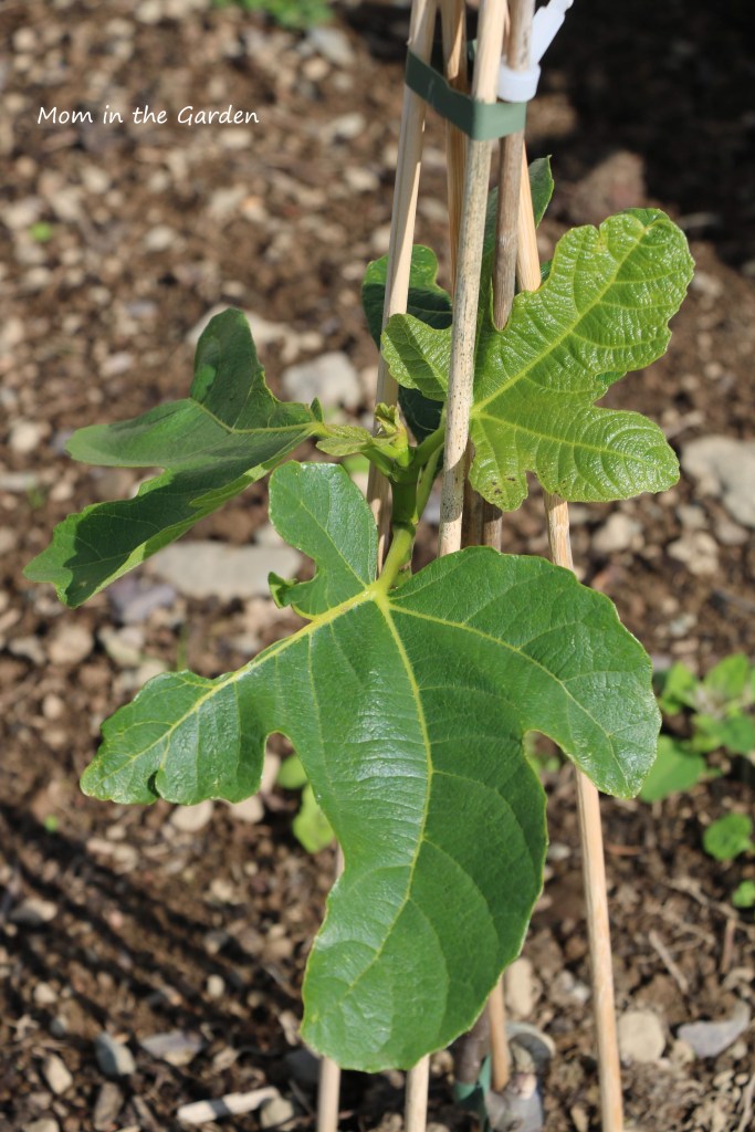Fig plant in August