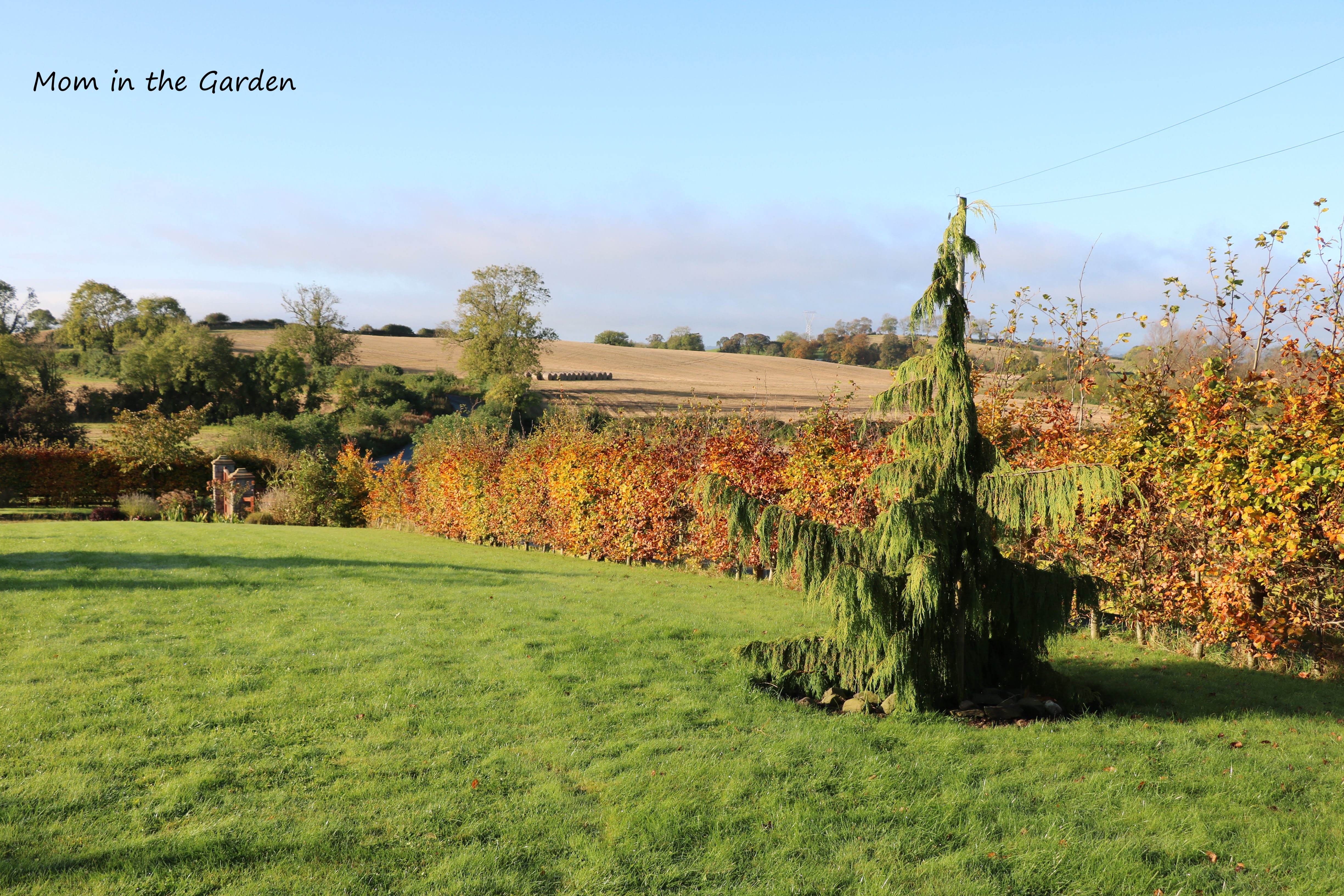 The first evergreen tree which we planted: Chamaecyparis nootkatensis 'Pendula' (Nootka Cypress)