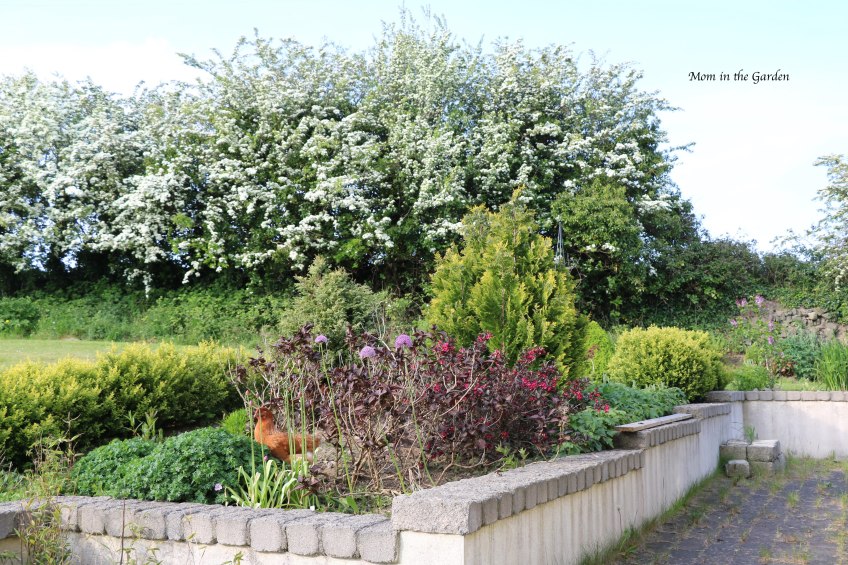 Hawthorn trees in May