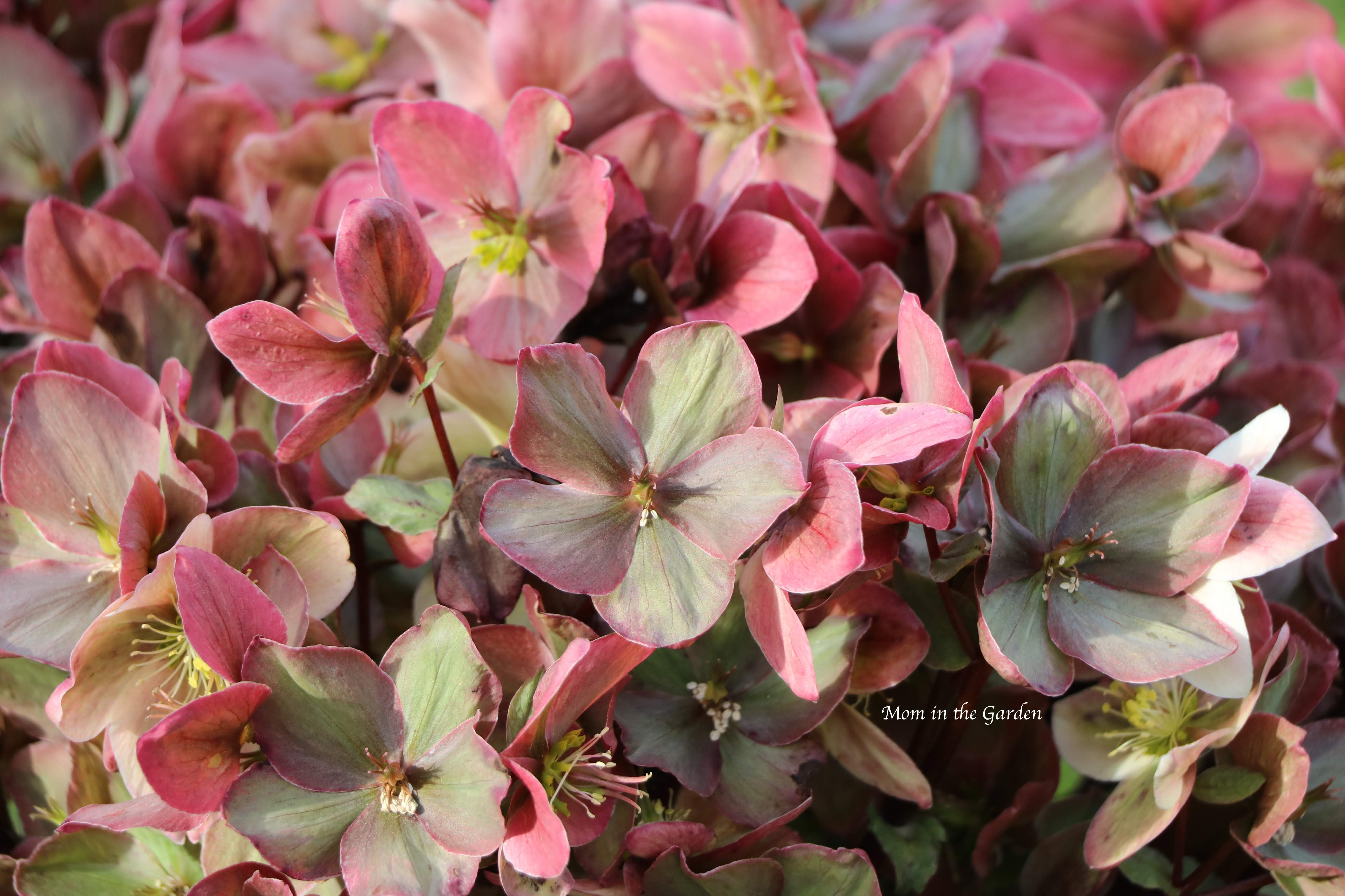 Hellebore Winter Sunshine March GREEN